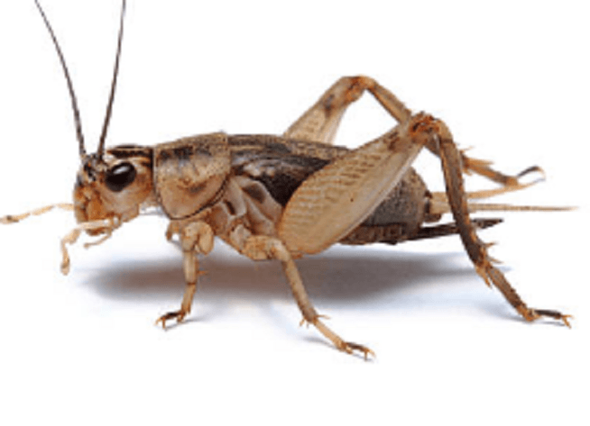 best way to get rid of Crickets outside