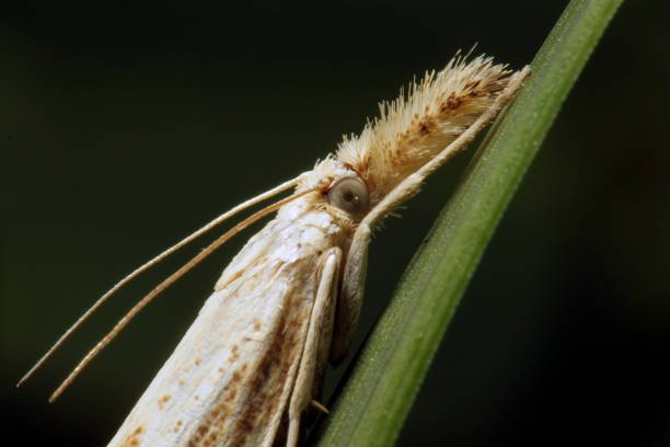 how to get rid of sod webworms