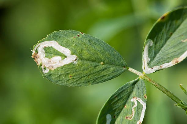 How to get rid of leaf miner