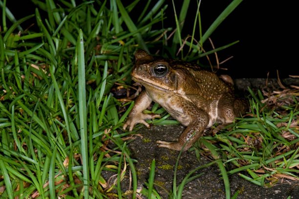 How to Get Rid of Cane Toads