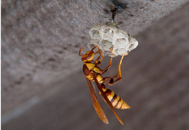 How to get rid of paper wasps
