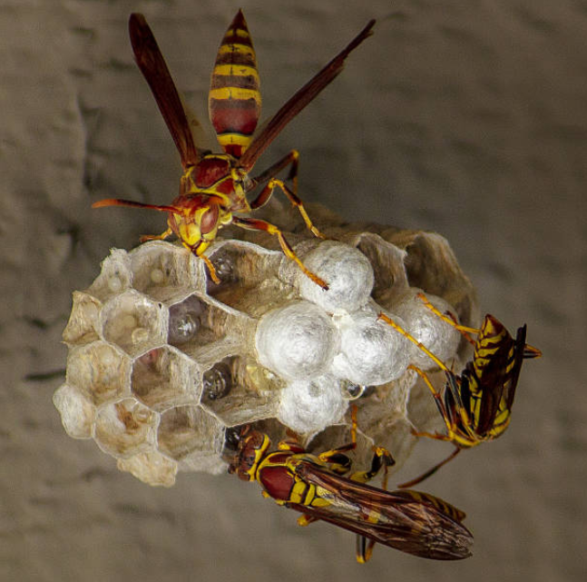 How to get rid of paper wasps