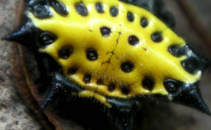 Do spiders have hearts