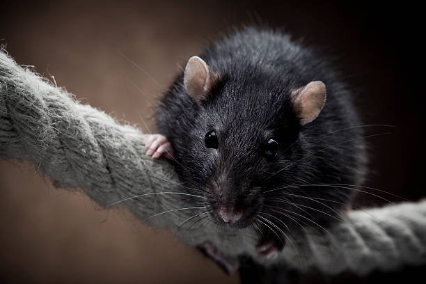 Top 10 Rat-Infested Cities In America