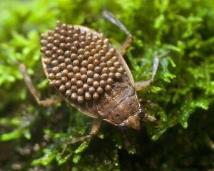 Water Bug vs Cockroach | Differences Exposed 3 Water Bug vs Cockroach