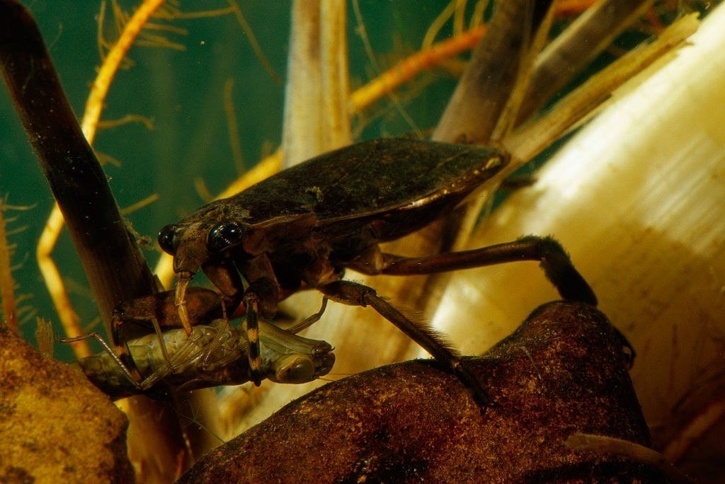 Water Bug vs Cockroach