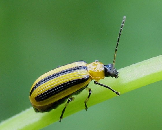 Common Garden Pests and How to Identify