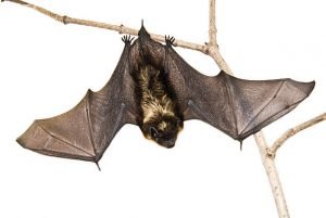 Does a Bat Hibernate