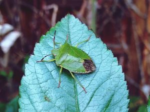 Does a Stink Bug Hurt Dogs? 2 Does a Stink Bug Hurt Dogs