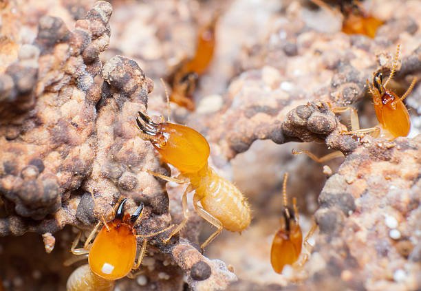 Early Warning Signs of Termites