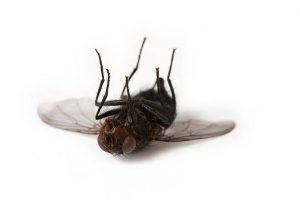 Life Expectancy of a Fly