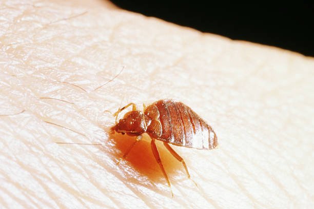 Early Signs of Bed Bugs