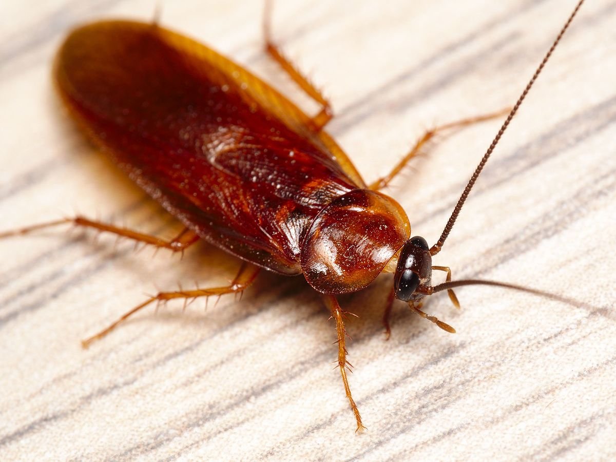 How to Get Rid of Wood Roaches