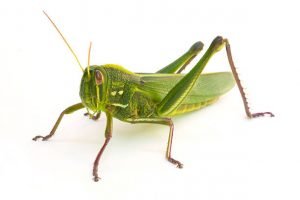 Insects Have How Many Legs