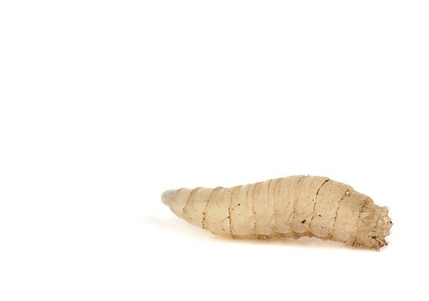 Small White Worms In House