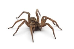 Are Spiders Crabs