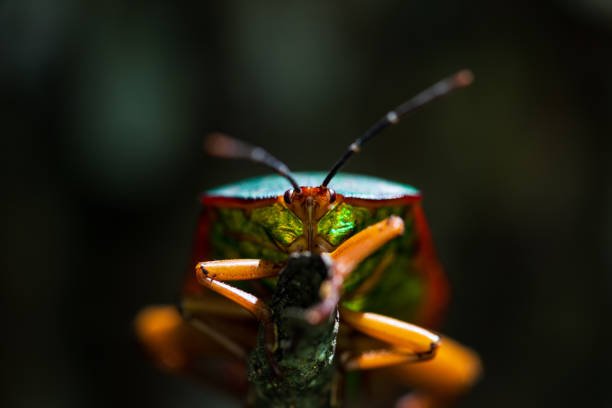 What Does Stink Bugs Eat