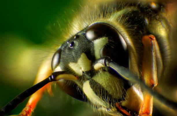Black Wasp With White Stripes