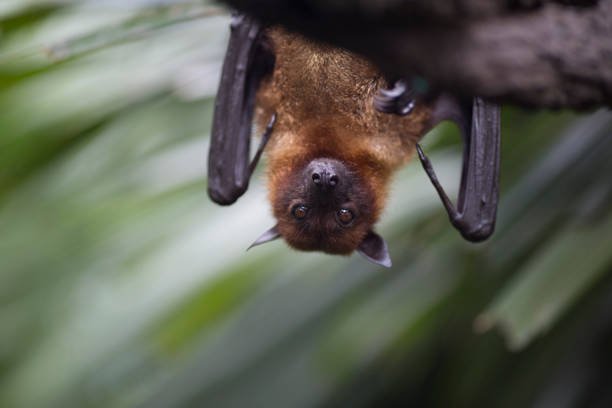 Does a Bat Hibernate