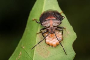 Where Do Bed Bugs Hide? 2 Where Do Bed Bugs Hide