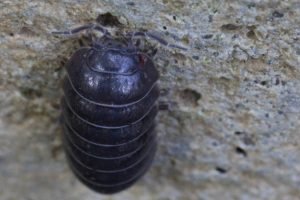 What is a Rollie Pollie