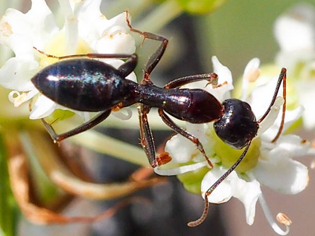What Do Carpenter Ants Eat
