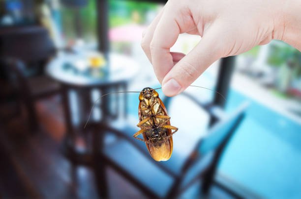How to get rid of roaches with home remedies