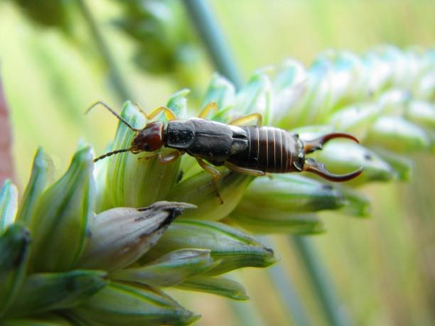 Why are Earwigs Called Earwigs