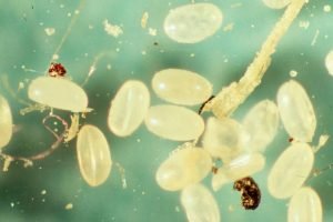 What Do Flea Eggs Look Like? | Pestclue