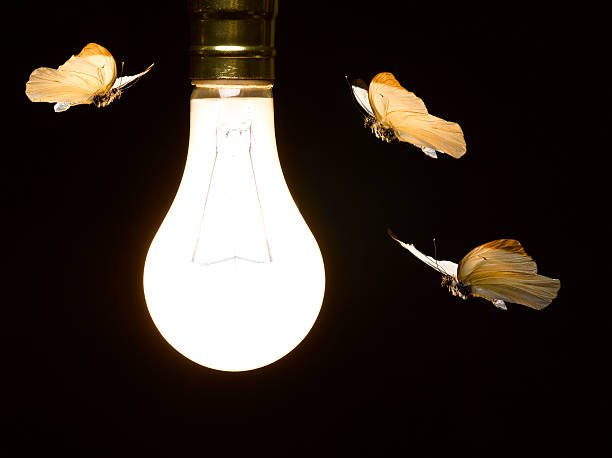 Can Flies See In the Dark