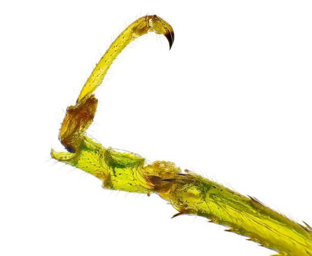 Insects Have How Many Legs