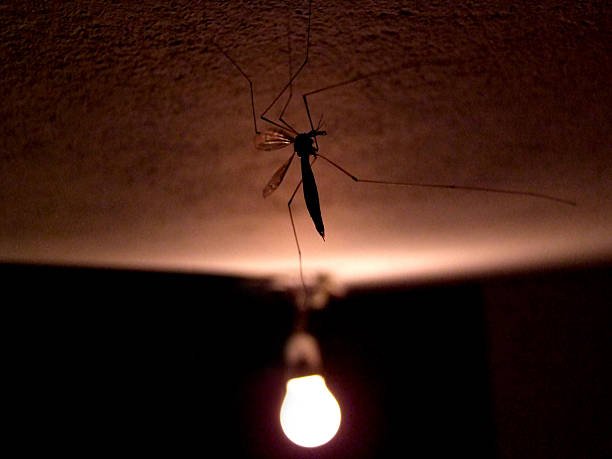 Are Mosquitoes Attracted To Light