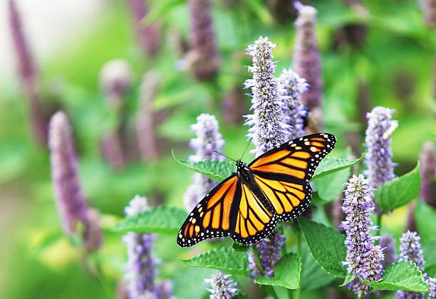 Where Does Butterfly Live