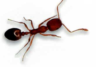 What Is a Pharaoh Ant
