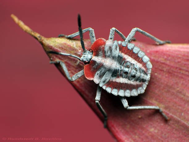 Does a Stink Bug Hurt Dogs
