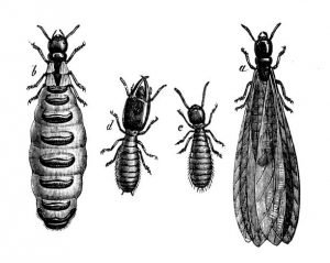 How Long Do Termites Live