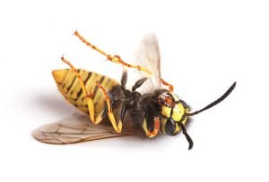 What Is a Paper Wasp? | Fact, Behavior & Control 2 What Is a Paper Wasp