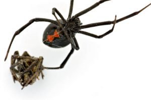 When Do Black Widows Come Out