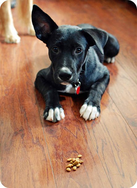 Are Almonds Bad For Dogs