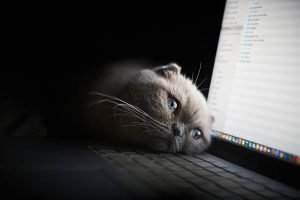 How To Stop Your Cat From Waking You At Night