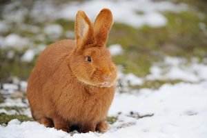 What Is a Red Rabbit