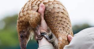 Cute animals that kill you