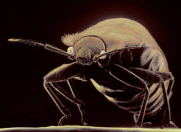 How to Get Rid of Bed Bugs with Household Items