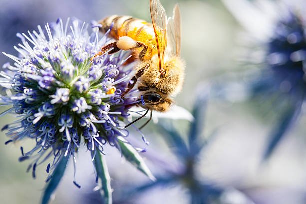What Does a Bee Look Like