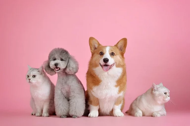 Genius Gift Ideas for Pets and Pet Owners