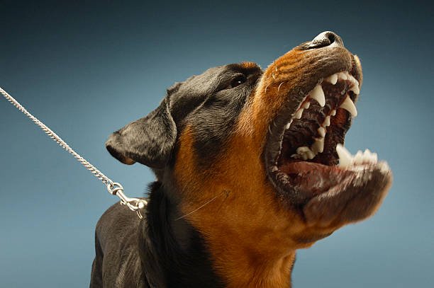 Why is My Dog Always Angry