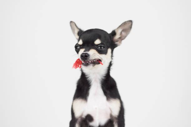 Why is My Dog Always Angry? | Dog Behavior Explained 2 Why is My Dog Always Angry