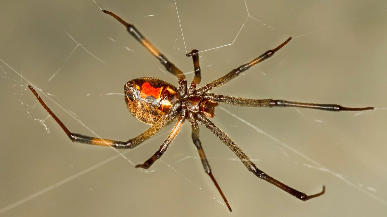 Spiders in Las Vegas
