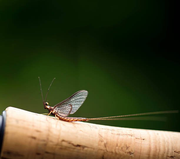 How Long Do Mayfly Live