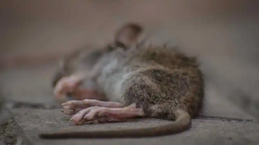 How Long Does Dead Mouse Smell Last